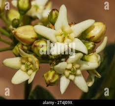 Attēlu rezultāti vaicājumam “Vincetoxicum hirundinaria fruit”