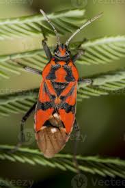 Attēlu rezultāti vaicājumam “Pyrrhocoris apterus imago”
