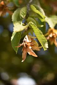 Attēlu rezultāti vaicājumam “Carpinus betulus leaf”