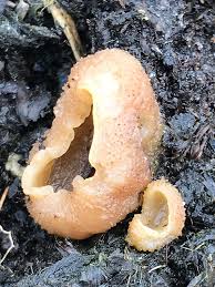 Attēlu rezultāti vaicājumam “Peziza vesiculosa”