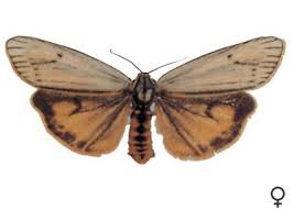 Attēlu rezultāti vaicājumam “Spiris striata”