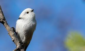 Attēlu rezultāti vaicājumam “Aegithalos caudatus”