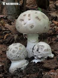 Attēlu rezultāti vaicājumam “Amanita strobiliformis”