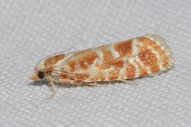 Attēlu rezultāti vaicājumam “Rhyacionia pinicolana”