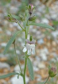 Attēlu rezultāti vaicājumam “Microrrhinum minus flower”