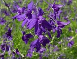 Image result for Consolida regalis