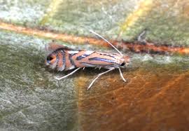 Attēlu rezultāti vaicājumam “Paratalanta hyalinalis”