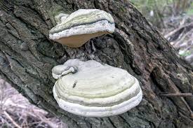 Attēlu rezultāti vaicājumam “Fomes fomentarius”