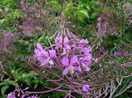Attēlu rezultāti vaicājumam “Epilobium angustifolium flower”