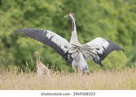 Attēlu rezultāti vaicājumam “Grus grus adult”