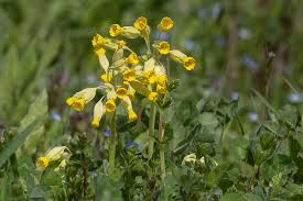 Image result for Primula veris