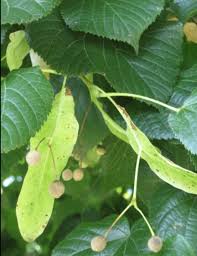 Attēlu rezultāti vaicājumam “Tilia platyphyllos Laciniata leaf”