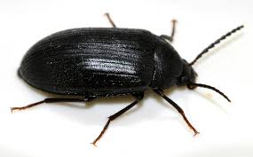 Attēlu rezultāti vaicājumam “Prionychus ater”