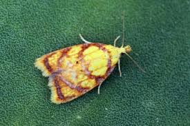 Attēlu rezultāti vaicājumam “Acleris bergmanniana”