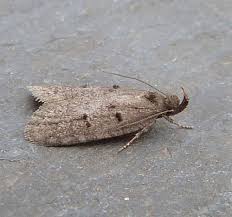 Attēlu rezultāti vaicājumam “Depressariidae”