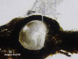 Attēlu rezultāti vaicājumam “Acrocordia gemmata”