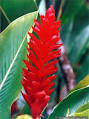 Gingembre rouge, <b>Alpinia</b>