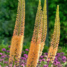 Image result for Steppenkerze