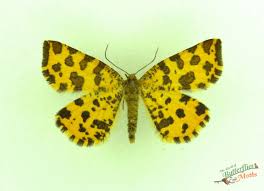 Attēlu rezultāti vaicājumam “Pseudopanthera macularia”