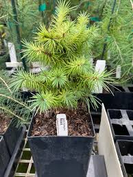 Attēlu rezultāti vaicājumam “Larix kaempferi female flower”
