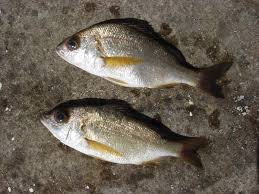 Image result for Pomadasys incisus