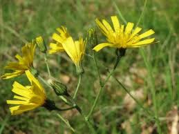 Attēlu rezultāti vaicājumam “Hieracium murorum flower”