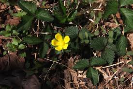 Attēlu rezultāti vaicājumam “Potentilla argentea fruit”