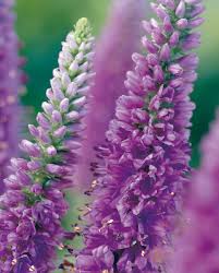 Attēlu rezultāti vaicājumam “Veronica spicata leaf”