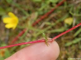 Attēlu rezultāti vaicājumam “Argentina anserina bud”