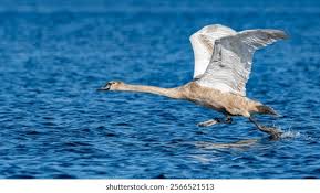 Attēlu rezultāti vaicājumam “Cygnus olor juvenile”