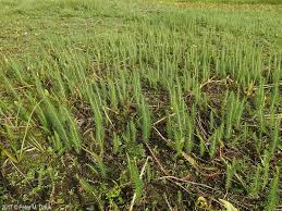 Attēlu rezultāti vaicājumam “Hippuris vulgaris”