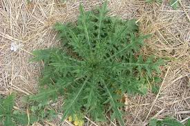 Attēlu rezultāti vaicājumam “Cirsium vulgare”