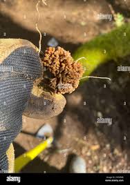 Attēlu rezultāti vaicājumam “Arcyria affinis stalked”