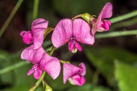 Attēlu rezultāti vaicājumam “Lathyrus sylvestris bud”