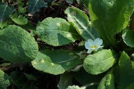 Attēlu rezultāti vaicājumam “Uromyces dactylidis”