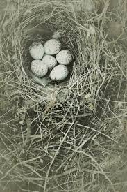 Attēlu rezultāti vaicājumam “Motacilla alba nest”