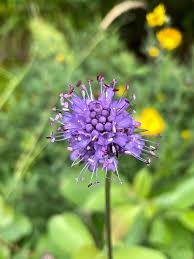 Attēlu rezultāti vaicājumam “Succisa pratensis flower”