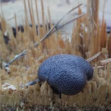 Attēlu rezultāti vaicājumam “Amaurochaete atra macro”