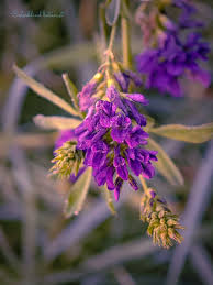 Attēlu rezultāti vaicājumam “Cephalozia connivens macro”