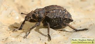 Image result for Brachycerus undatus