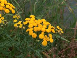 Image result for Chrysanthemum sebatense