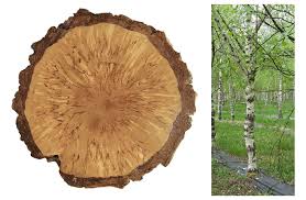 Attēlu rezultāti vaicājumam “Betula pendula var. carelica”