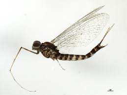 Attēlu rezultāti vaicājumam “Siphlonurus male”