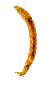 Attēlu rezultāti vaicājumam “Chironomidae larvae”