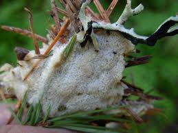 Attēlu rezultāti vaicājumam “Ceratiomyxa porioides”