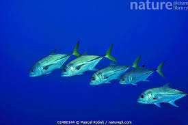 Image result for Caranx latus