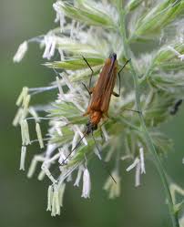 Attēlu rezultāti vaicājumam “Alleculidae”