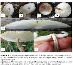 Attēlu rezultāti vaicājumam “Hygrocybe sp.”