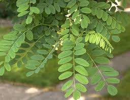 Attēlu rezultāti vaicājumam “Robinia pseudoacacia”