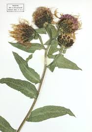 Attēlu rezultāti vaicājumam “Centaurea phrygia”